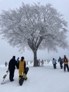 Frosty tree at Uenotaira Station 1230m