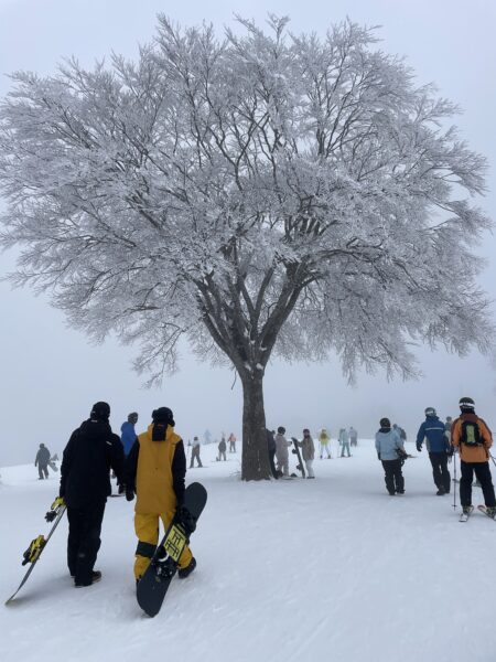 Frosty tree at Uenotaira Station 1230m