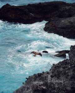Izu's scenic coast and its inhabitants