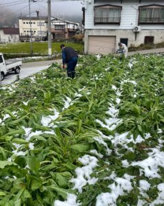 Probably one last harvest of the famous local vegetable Nozawana before it makes it's way on our plates this winter season