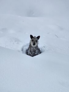 Nozawa Onsen's cutest animal roaming the snowy heights