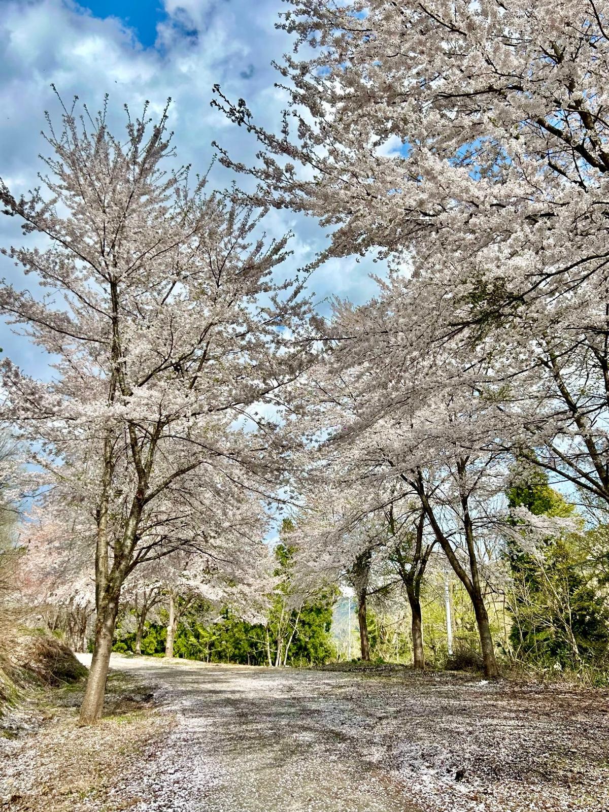 Golden Week Nozawa Onsen