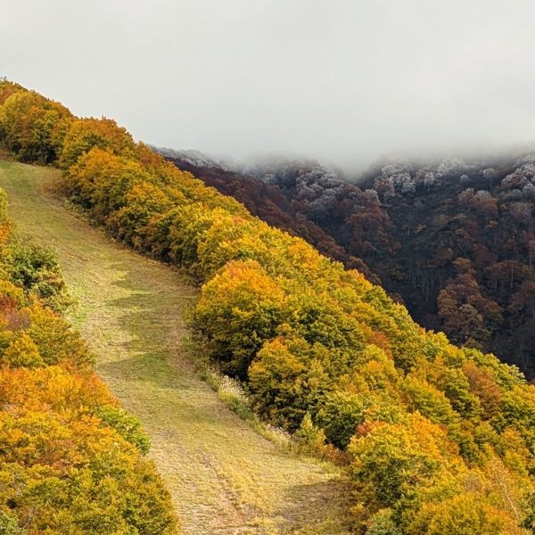 First Snow Nozawa 2026